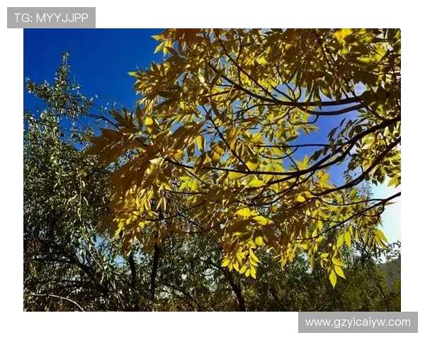 攀岩之路上的深度对话：杨军如何在挑战中寻找自我与激情